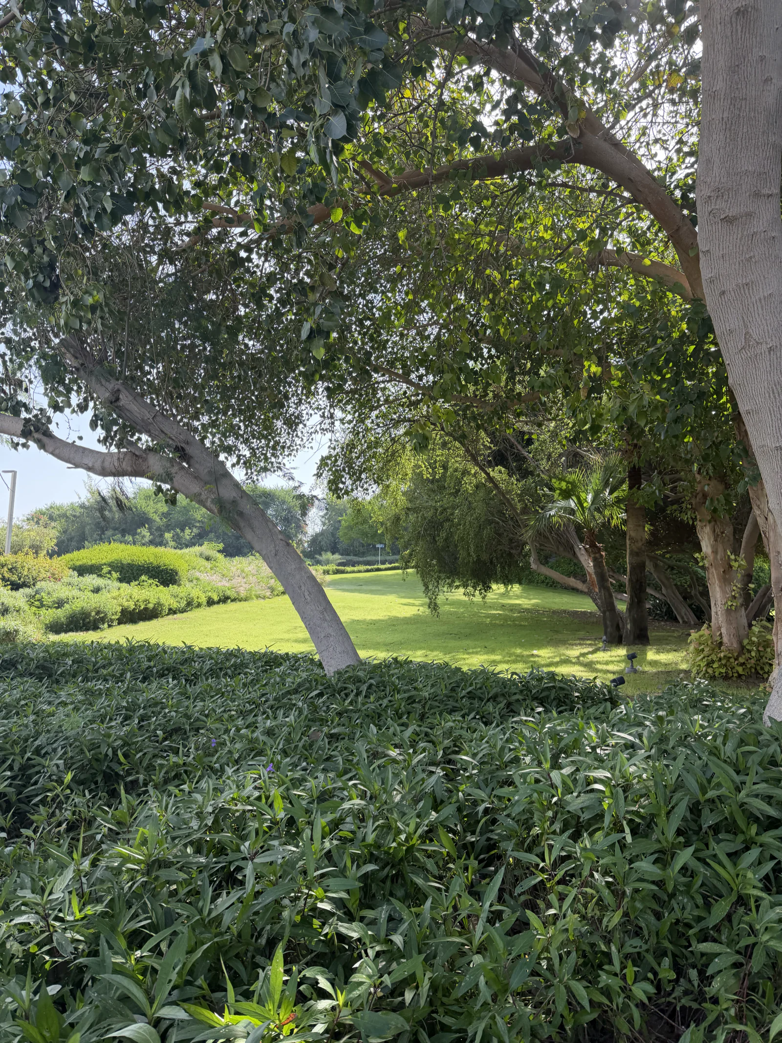 Pelouses, massifs et grands arbres d'Al Bidda Park en plein jour