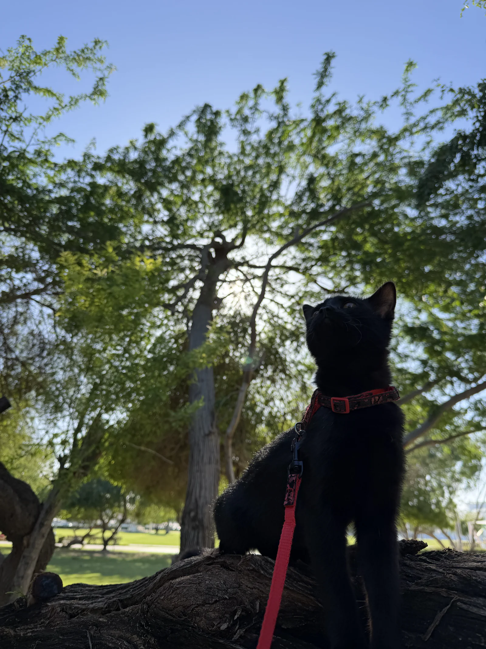 Un chat en laisse perché sur un tronc à Al Bidda Park, sous les arbres