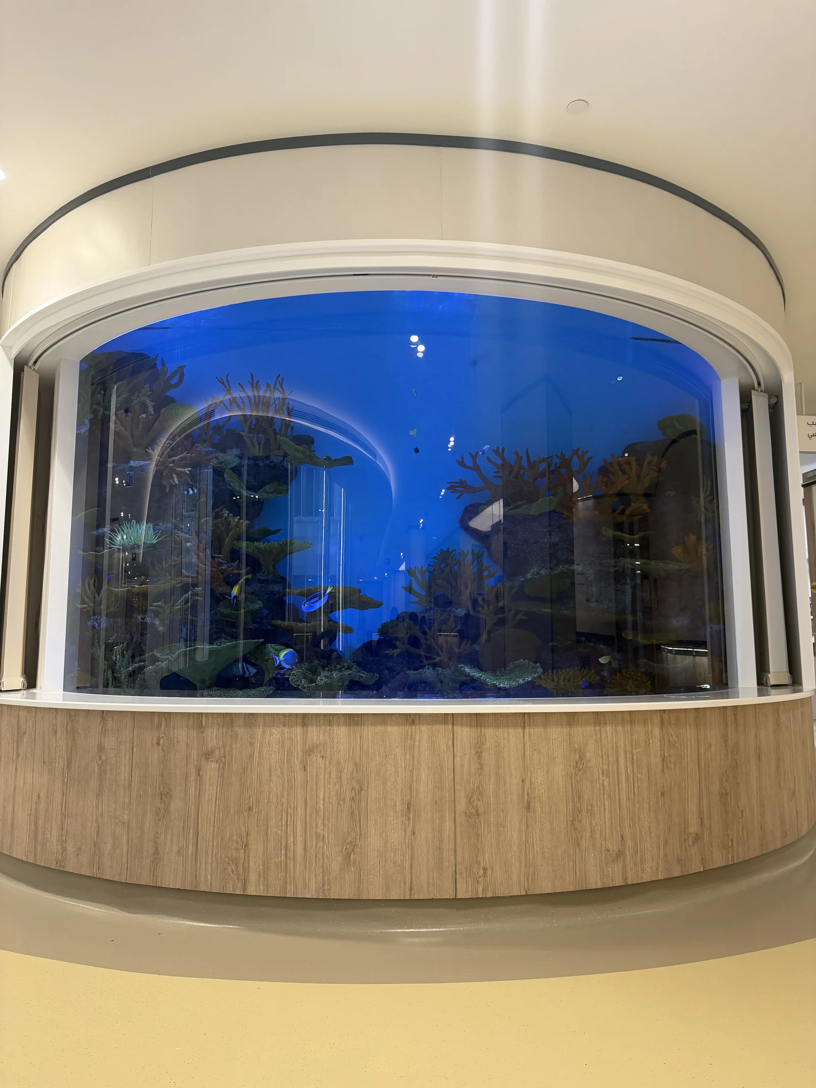 L'aquarium vu de près : coraux et poissons derrière une vitre incurvée